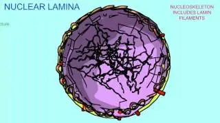 NUCLEAR LAMINA
