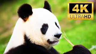 Exploring the Wilderness World:  PANDA | Wild Animals in 4K ULTRA HD | Relaxing Animals Sound