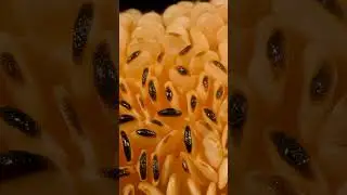 Satisfying Macro Objects | Pepper Burning Close-up 