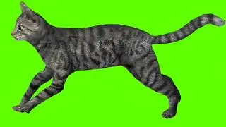 Green Screen Background Correcter In Cat #running #animation #video  #youtube #greenscreen