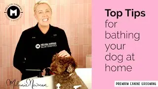How to bath your dog at home