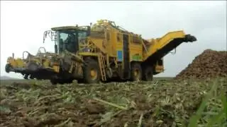 Rübenernte 2014. Уборка урожая