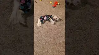Kenji playing with golf ball (Chinese Crested Dog)