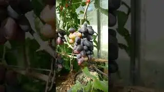 Перцовый черный виноград сигнальный урожай