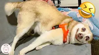 Stupid Dogs Can Raise Your Mood #5 🤣 FUNNY DOGS Videos | Pets Gang
