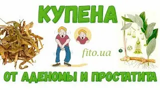 Solomon's seal. Properties, uses, price | Herbal pharmacy - Phyto