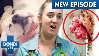 Maggot-Infested Lump Removal 🤮 and Puppy Lab's Tragic Fate | A Country Vet Practice E3 | Bondi Vet