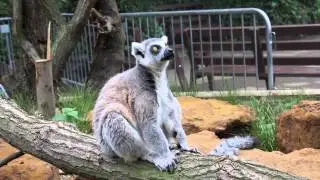 If animals could speak