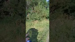 Гречишное поле для пасеки #shorts #new #bee #beekeeping #пчеловодство #пчелы #короткиевидео #шортс