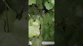 Боня скалолаз