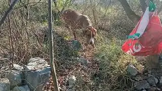 Ubi est canus ?