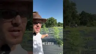 Transforming Landscapes with Moringa  Unveiling the Power of Nature
