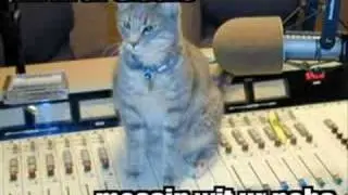 MOAR LOLCATS