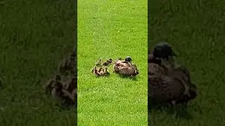 DUCK BEHAVIOR NORTH ALEXANDER PARK MN