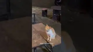 kucing bersyukur #kucinglucu #oyenbarbar #funny #catlover