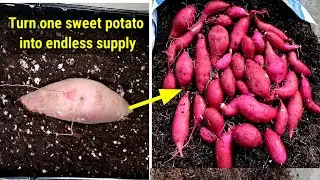 TURN ONE POTATO INTO ENDLESS SUPPLY OF POTATOES