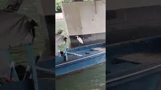 #egret on boat ⛵#birds #nature #short