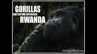 MOUNTAIN GORILLA TREKKING IN RWANDA AND  CULTURE SAFARI