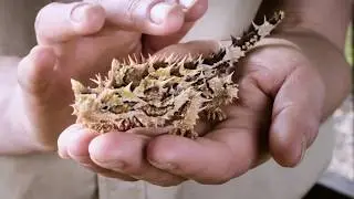 Hamilton TVC 30