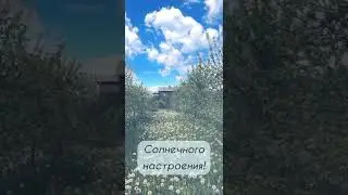 доброе утро! одуванчики! 