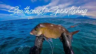 SEAL ATTACK while SPEARFISHING - NSW South Coast