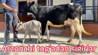 Arzonchi togadan jaydari sigir zo’rlari sotiladi ☎️99-481-65-75 Yetkazish be pul