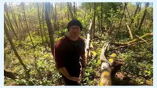 Lost in the Woods