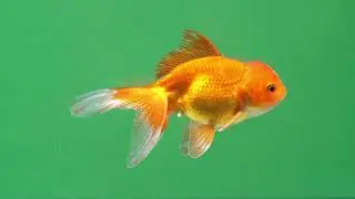 GREEN SCREEN 4K FOOTAGE'S                       
