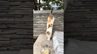 猫吃冻干猫饼猫草粒混合粮