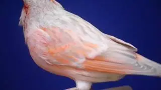Агат опал красный мозаик