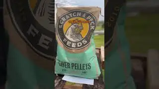 WHAT IS ACTUALLY IN YOUR CHICKEN FEED? It may be time to start reading he ingredient list 🧐