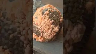 The amazing Rhizopus oligosporus on jackfruit #128 #short