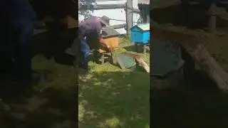 Сбежавший РОЙ ПЧЕЛ раздал всем ЛЮЛЕЙ 🙈