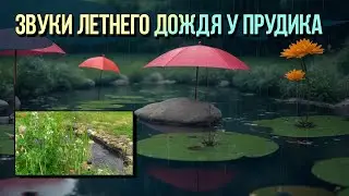 ЗВУКИ ЛЕТНЕГО ДОЖДЯ У ПРУДИКА