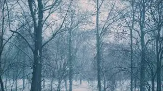Forest Video Compilation - Full HD #35