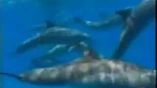 Das ägyptische Meer