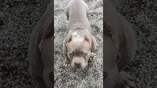 MR.CUB son available fir a very good price. dont miss this ofert. bigdogs R. KENNEL