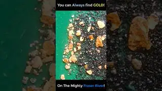 Great GOLD on the Mighty Fraser!