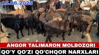 QO'Y QO'ZI QO'CHQOR NARXLARI ANGOR TALIMARON CHORSHANBA MOLBOZORI