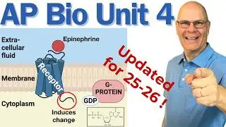 Crush AP Bio Unit 4! Cell Communication, Feedback, and the Cell Cycle (Updated for 25-26!)