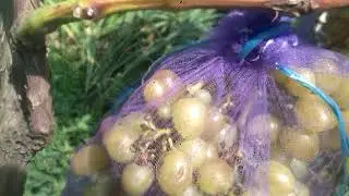 внимание щипалки порпят виноград