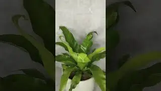 Асплениум папоротник