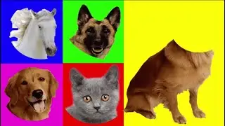 حيوانات المزرعه اختار الحيوان مثل  كلب و قطة و حصان و كلب  Farm Animals Choose