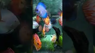 ماهی دیسکاس زیبای آب شیرین discus Fishes