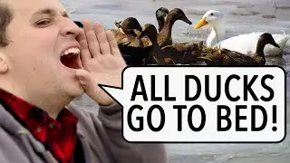 My Ducks Go To Bed When I Call Them | How to train your Drake(n)