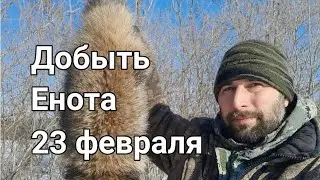Добыть Енота 23 февраля