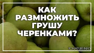 Как размножить грушу черенками? | toNature.Info