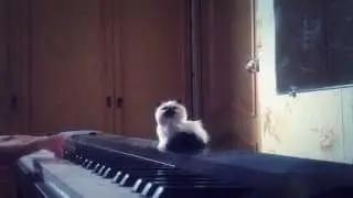 Звери - Районы-кварталы (piano)
