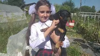 Лиза на детской площадке и Собаки в бассейне