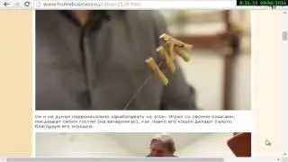 БИЗНЕС НА ИГРУШКЕ ДЛЯ КОТОВ